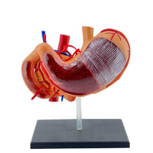 Anatomy Stomach Model 4D Detachable Design for Medical Teaching Study and Hospital Use