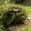Unique Decorative Bird Water Tray-Wrought iron two bir 5