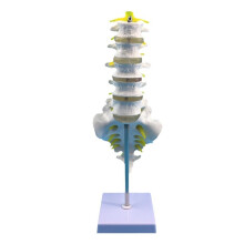 Life Size Lumbar Spine Model with Base, Human Vertebrae Anatomy for Medical Study and Teaching