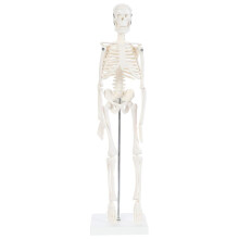 85cm Human Skeleton Model with Removable Limbs, Compact Anatomical Skeleton for Medical Classroom Teaching
