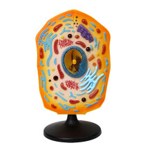 Animal Cell Model 3D Visual Learning Accurate Anatomy for Classroom Biology Education