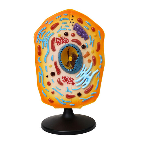 Animal Cell Model 3D Visual Learning Accurate Anatomy for Classroom Biology Education