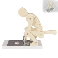 Spine Posture Trainer with Visible Vertebrae Motion, Ergonomic Lifting Technique Demonstration Model