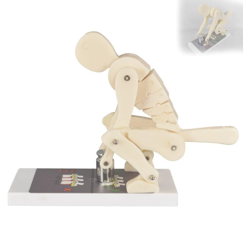 Spine Posture Trainer with Visible Vertebrae Motion, Ergonomic Lifting Technique Demonstration Model