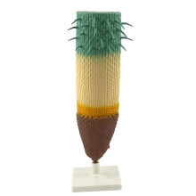 Plant Root Anatomy Model with Rotating Viewing Stand, Detailed Monocot Root Cross Section Biology Teaching Aid