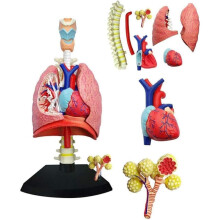 4D Human Lung Model with 21 Removable Parts, Anatomical Lung and Heart Teaching Model for Classroom