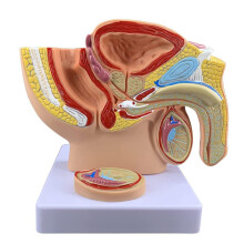 Prostate Anatomy Model Half Scale Male Pelvic Anatomy with Benign Lesion Display for Teaching