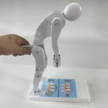 Lumbar Spine Model for Weightlifting Force Demonstration, Flexible Joints, Durable Multi‑Color Training Tool