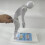 Lumbar Spine Model for Weightlifting Force Demonstration, Flexible Joints, Durable Multi‑Color Training Tool 1