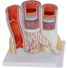 Human Artery and Vein Anatomical Model with Magnified Vascular Structure for Medical Teaching