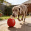 Stretchy Pliable Creature Chew Item For Large Dogs backs Dental 6