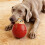 Stretchy Pliable Creature Chew Item For Large Dogs backs Dental 7
