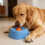 Entertaining Controlled Feed Soft Food Container animals-Blue 3