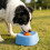 Entertaining Controlled Feed Soft Food Container animals-Blue 5