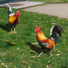 Set mit 4 Acryl-Hahnstatuen, Gartenstatuen für Den AußEnbereich, HüHnerdekor, Gartenskulpturen und Statuen für Terrassenrasen