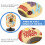 Animal Cell Model 3D Visual Learning Accurate Anatomy for Classroom Biology Education 3