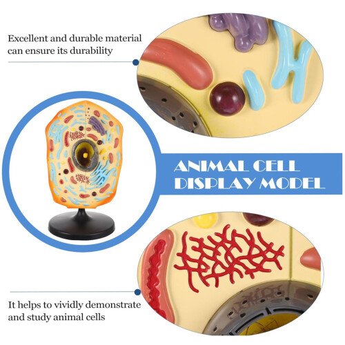 Animal Cell Model 3D Visual Learning Accurate Anatomy for Classroom Biology Education 2