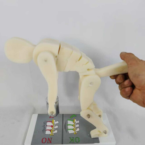 Spine Posture Trainer with Visible Vertebrae Motion, Ergonomic Lifting Technique Demonstration Model 1