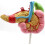 Anatomical Model Pancreas Duodenum Spleen with Pathology Visualization for Medical Anatomy Teaching 2