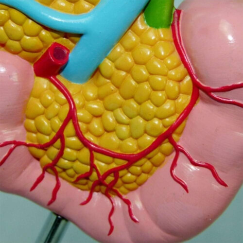 Anatomical Model Pancreas Duodenum Spleen with Pathology Visualization for Medical Anatomy Teaching 2