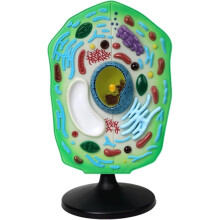 Plant Cell Model with Detachable Organelles, Large 3D Classroom Display for Biology Teaching