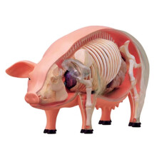 4D Vision Pig Organ Anatomy Model Animal Puzzle for Kids and Medical Students Veterinary Teaching Model
