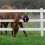 Horse Hay  Slow Feed Consumption  Interactive Boredom Buster Funny Stress Reliever for Feeding Avoid Boredom 4