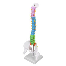 Human Spine Model 45cm with Pelvis ColorCoded PVC Anatomical Detail for Medical Teaching