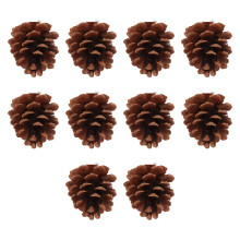 Bird Chew Toys 10pcs Natural Pine Cones Durable for Parrots and Small Birds