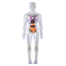 Human Anatomy Model for Kids with Removable Organs, Interactive 3D Educational Body Toy