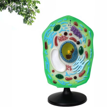 Plant Cell Model with Removable Organelles and Enlarged Chloroplast for Classroom Teaching