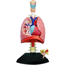Human Lung Model with Heart, 21Part Anatomical Respiratory System Teaching Display for Education