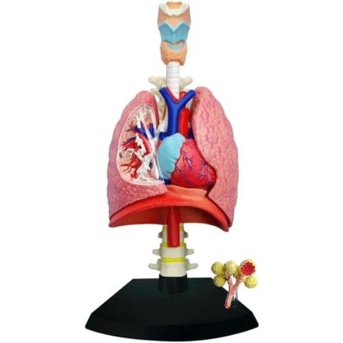 Human Lung Model with Heart, 21Part Anatomical Respiratory System Teaching Display for Education