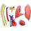 Human Lung Model with Heart, 21Part Anatomical Respiratory System Teaching Display for Education 2
