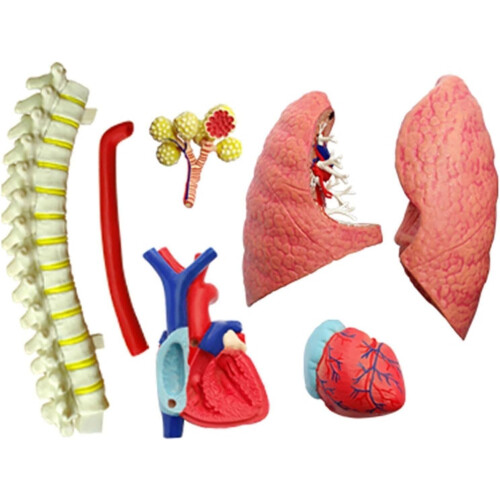 Human Lung Model with Heart, 21Part Anatomical Respiratory System Teaching Display for Education 1