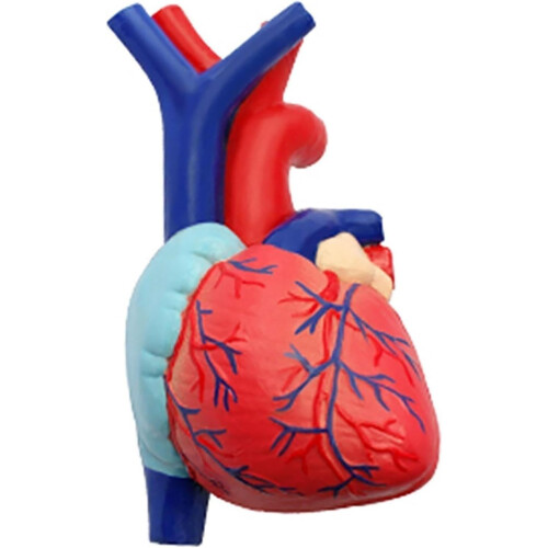 Human Lung Model with Heart, 21Part Anatomical Respiratory System Teaching Display for Education 2