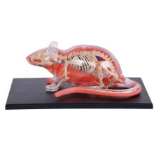 29 Parts White Mouse 4D Master Animal Anatomy Model Detachable Organs Body Medical Science Educational DIY Toys Gift