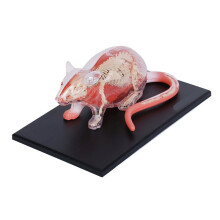 29 Części Biała Mysz 4D Master Animal Anatomy Model Odłączane Organy Ciało Medycyna Nauka Edukacyjne DIY Zabawki Prezent