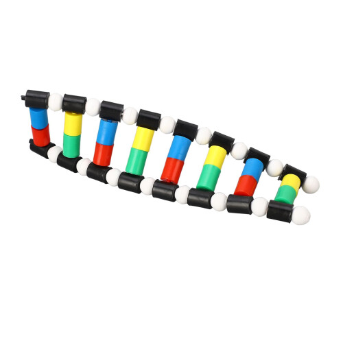 DNA Model Kit with Interactive Color Coding, PVC Double Helix Structure for Classroom Teaching 1