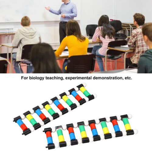 DNA Model Kit with Interactive Color Coding, PVC Double Helix Structure for Classroom Teaching 2