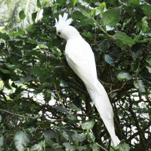 2pièces 35 CM Mousse Plume Ara Pelouse Poupée Décoration Faux Animal Oiseau Jardin Accessoires Décoration