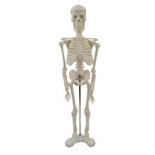 45CM Human Skeleton Model with Stand, Flexible Joints, Mini Anatomy for Medical Study