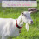 5-Pack Adjustable Goat Collars with Loud Grazing Copper Bells for Small Farm Animals 4