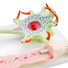 Modelo Neuronal Modelo de Anatomía Neuronal para la Enseñanza de la Ciencia Modelo de Instrumento Biomédico 3309 Modelo de Célula Neuronal
