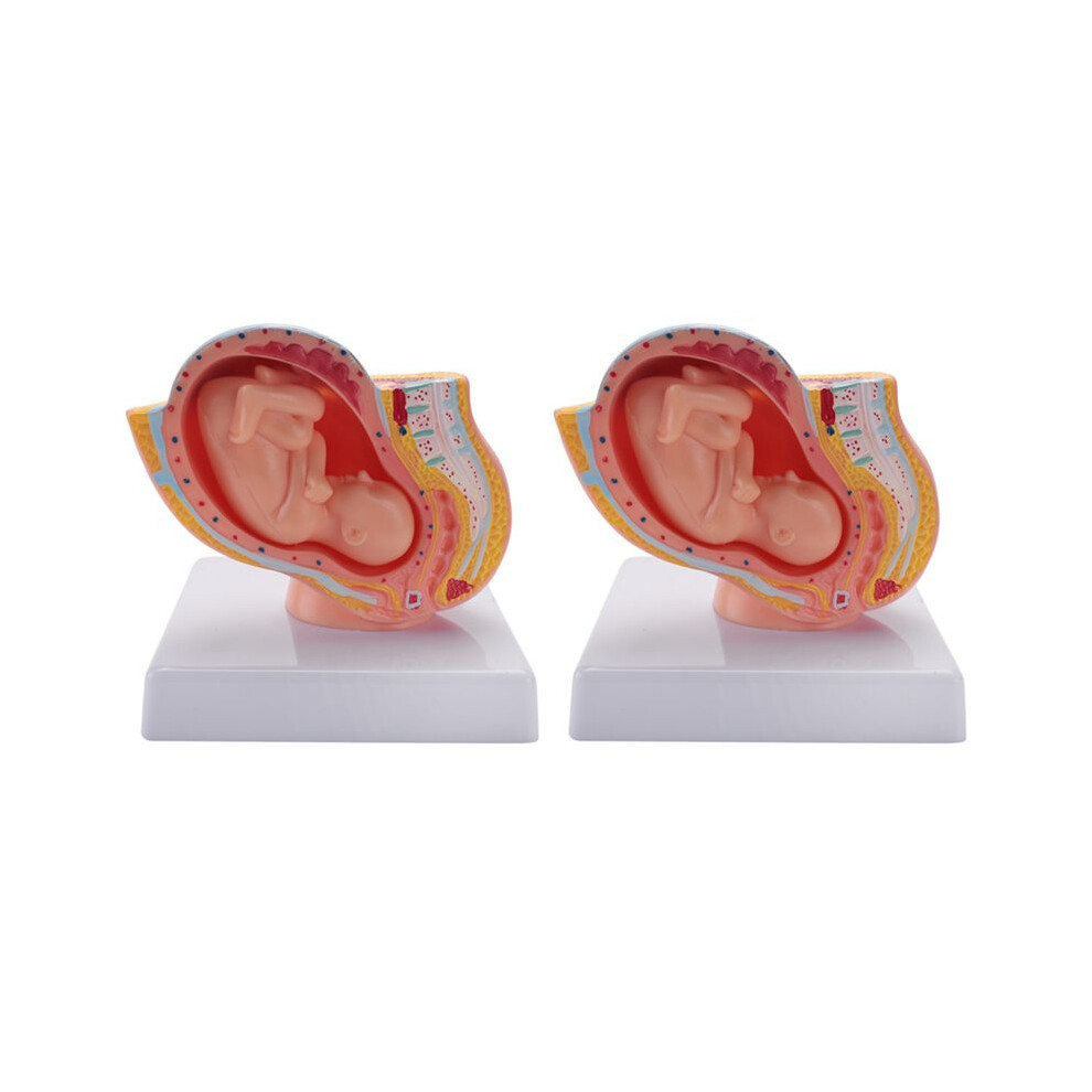 2X Human Pregnancy Fetal Development 9Th Month Embryonic Pelvic Model Fetus Foetus Pregnancy Anatomy the Placenta Model