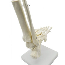 2X 1:1 Mänsklig Skelettfot Anatomi Modell Fot och Fotled med Skaft Anatomisk Modell Anatomi Undervisningsresurser