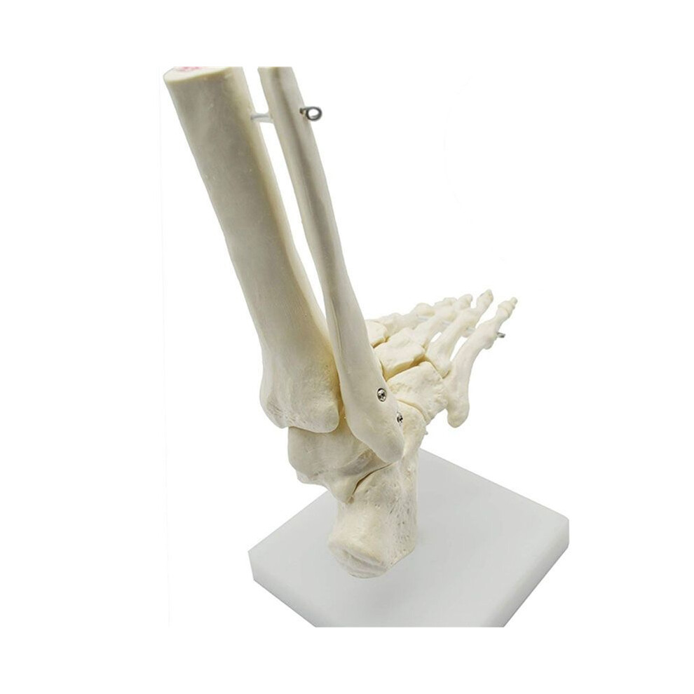 2X 1:1 Human Skeleton Foot Anatomy Model Foot and Ankle with Shank Anatomical Model Anatomy Teaching Resources