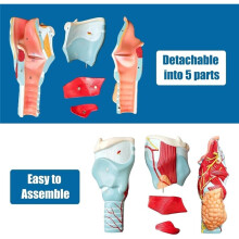 Human Laryngeal Anatomy Model, Enlarged Human Laryngeal Joint Simulation Model Medical-Anatomy for Scientific Teaching