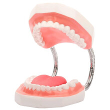 Dental Teaching Model 2X Enlarged Kids Toothbrushing Model with Removable Tongue for Classroom