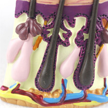 NEW Human Skin Anatomy Model Hair Growth Process Follicle Skin Structure Anatomical Medical Teaching Display